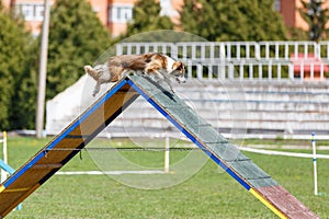 Border Collie overpassing A-frame obstacle on dog agility competition photo