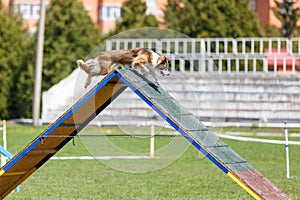 Border Collie overpassing A-frame obstacle on dog agility competition