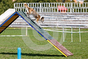 Border Collie overpassing A-frame obstacle on dog agility competition photo