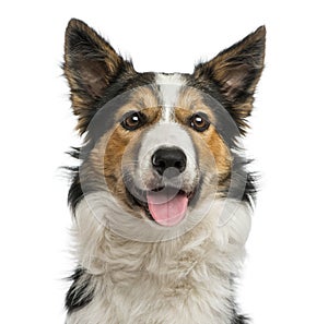 Border collie panting, facing, isolated on white