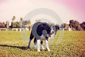 Border Collie at the Park