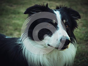 Border collie pedigree