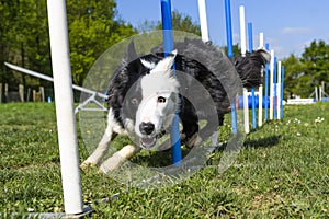 Border Collie performing the sport of Agility