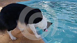 Border Collie pet catching ball in swimming pool in tourist farm in Brazil, South America