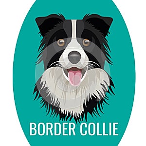 Border Collie pet isolated on white vector illustration