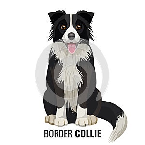 Border Collie pet isolated on white vector illustration