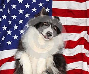 Border collie playing on American flag