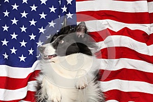 Border collie playing on American flag