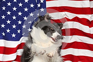 Border collie playing on American flag