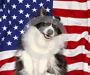 Border collie playing on American flag