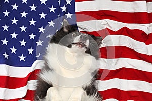 Border collie playing on American flag