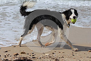 Border Collie Playing on Beach
