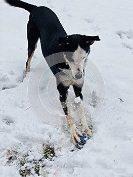 Border Collie playing in snow