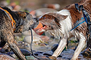 Two Dogs Playing Tug in Water