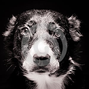 Border Collie Portrait