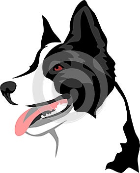 Border Collie Portrait