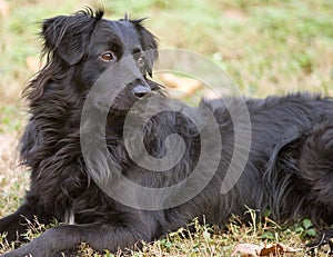 Border Collie Portrait