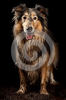 Border Collie portrait on black background