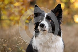 Border Collie Portrait in Colorful Fall Nature