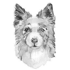 Border Collie. Portrait of a Dog. Cute puppy isolated on white background. Australian Shepherd. Hand drawn illustration.