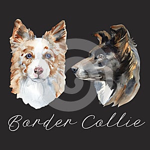 Border Collie. Portrait of a Dog. Cute puppy isolated on white background. Australian Shepherd. Hand drawn illustration.