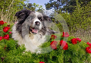 Border Collie Portrait of a dog in forest flowers close-up
