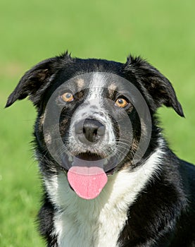 Border collie portrait with eyes to camera