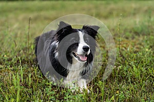 Border collie portrait on a green field