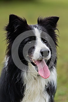 Border collie portrait on a green field