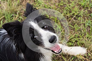 Border collie portrait on a green field