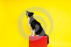 Border Collie portrait looking at camera against red and yellow background