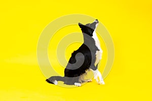 Border Collie portrait looking at camera against red and yellow background