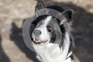 Border collie portrait at nature scene