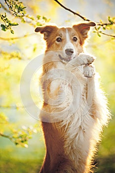 Border collie portrait on sunshine background