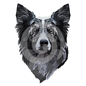 Border collie portrait, vector illustration. Head