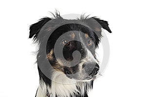 Border collie portrait in white studio