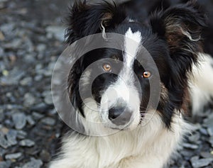 Border collie portret