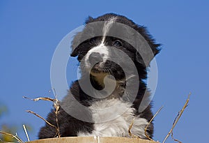 Border Collie