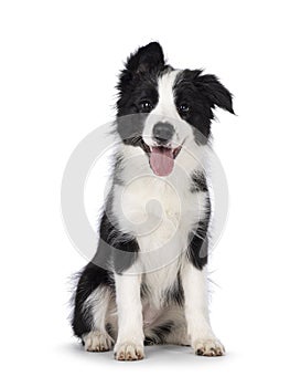 Border Collie pup on white background