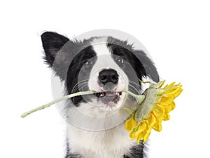 Border Collie pup on white background