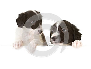 Border collie puppies with a card