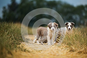 Border collie puppies on a lane with nature background