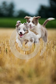 Border collie puppies running in a stubblefield