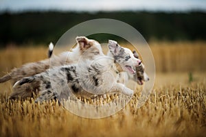 Border collie puppies running in a stubblefield