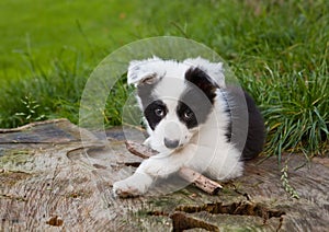 Border collie puppy