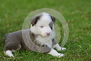 Border Collie puppy