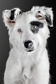 Border collie puppy