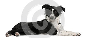 Border Collie puppy, 5 months old, lying