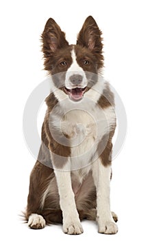 Border Collie puppy, 5 months old, sitting