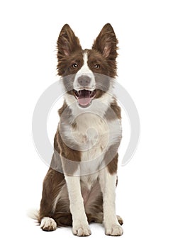 Border Collie puppy, 5 months old, sitting